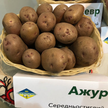 середньоранній сорт картоплі Ажур