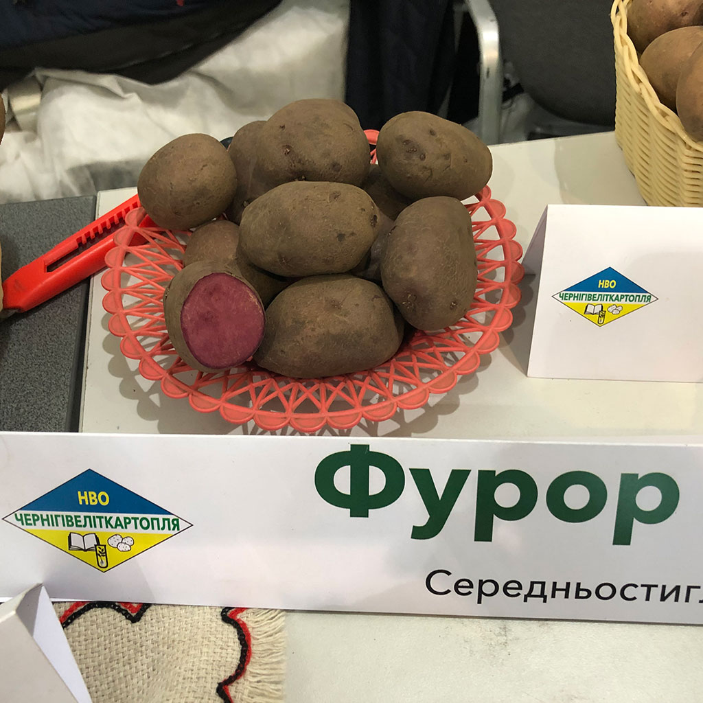 Фурор - середньостиглий сорт картоплі столового призначення