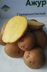 сорт картоплі Ажур