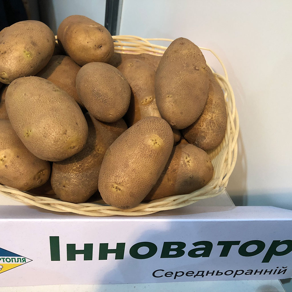 Інноватор - голландський середньоранній сорт картоплі столового призначення.