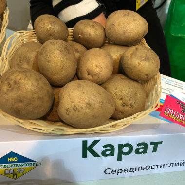 КАРАТ – середньостиглий сорт столового призначення