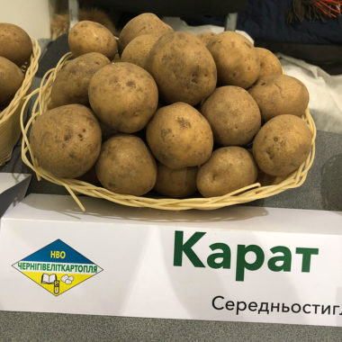 КАРАТ – середньостиглий сорт столового призначення