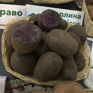 Либідь - середньостиглий сорт картоплі столового призначення