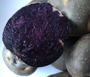 картопля сорту Чорний либідь в розрізі