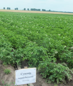 рослини картоплі сорту Сувенір чернігівський в полі