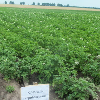 рослини картоплі сорту Сувенір чернігівський в полі