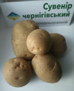 бульби сорту картоплі Сувенір чернігівський