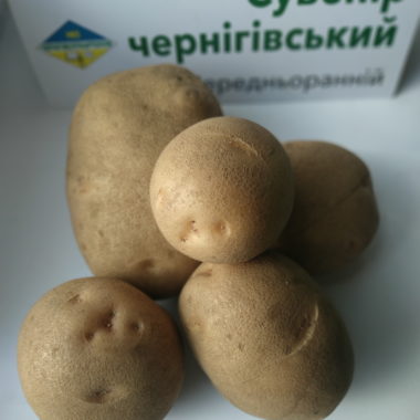 бульби сорту картоплі Сувенір чернігівський