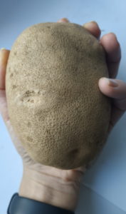 бульби сорту картоплі Сувенір чернігівський ідеальні для запікання