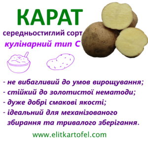 сорт картоплі Карат
