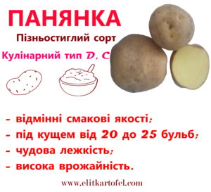 сорт картоплі Панянка