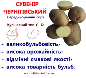 сорт картоплі Сувенір чернігівський